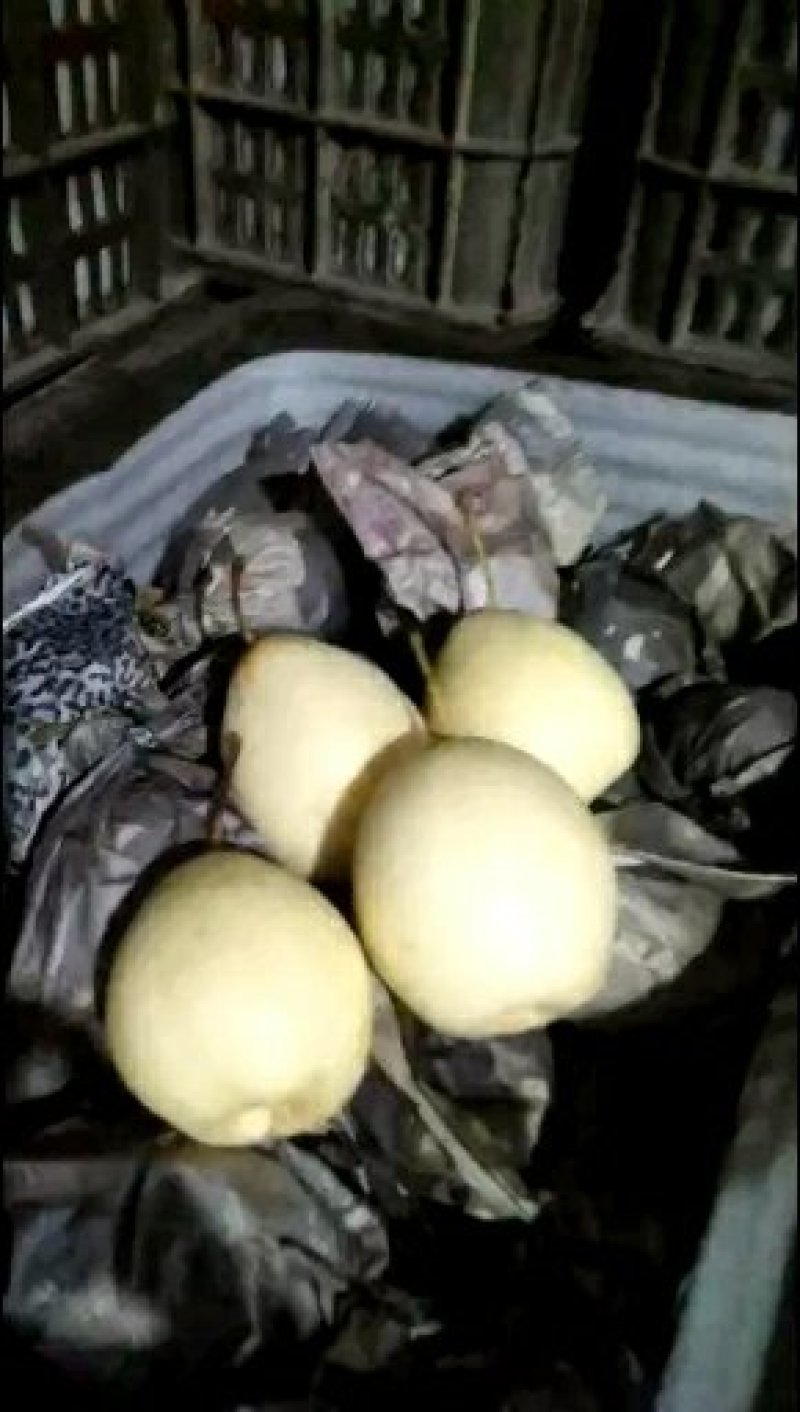 水晶鸭梨出口质量型号全，现已经大量价格不高
