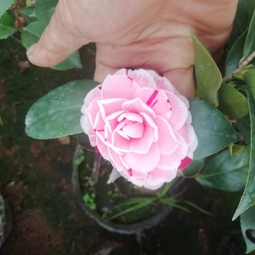 茶花