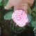 茶花