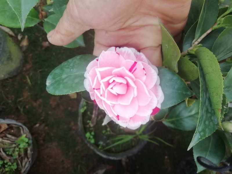 茶花