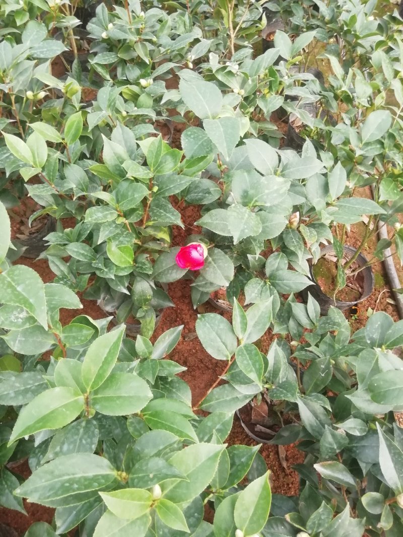 茶花