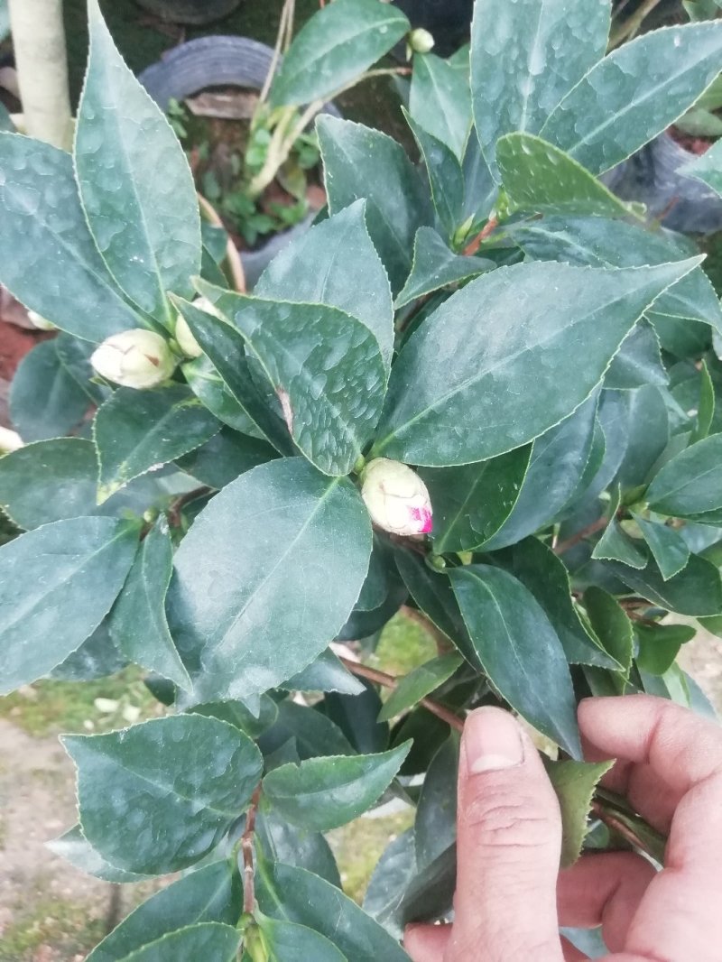 茶花