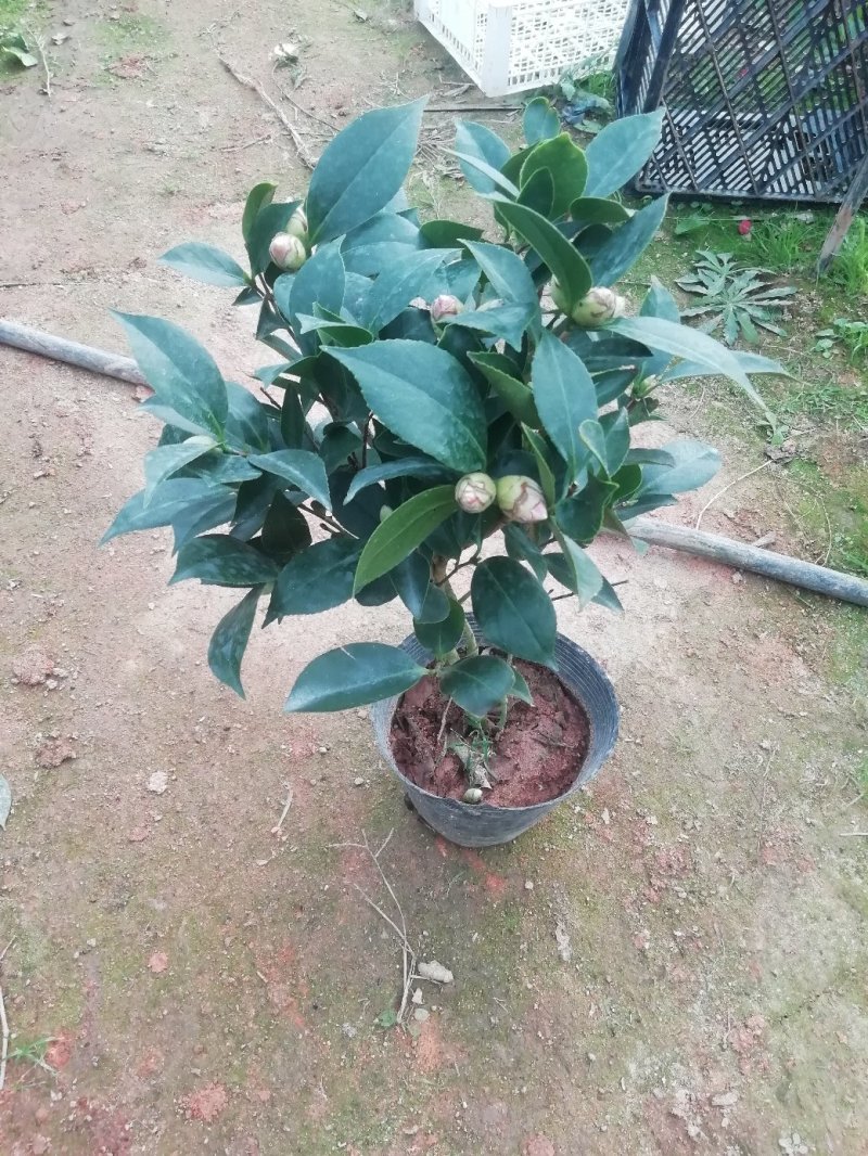 茶花