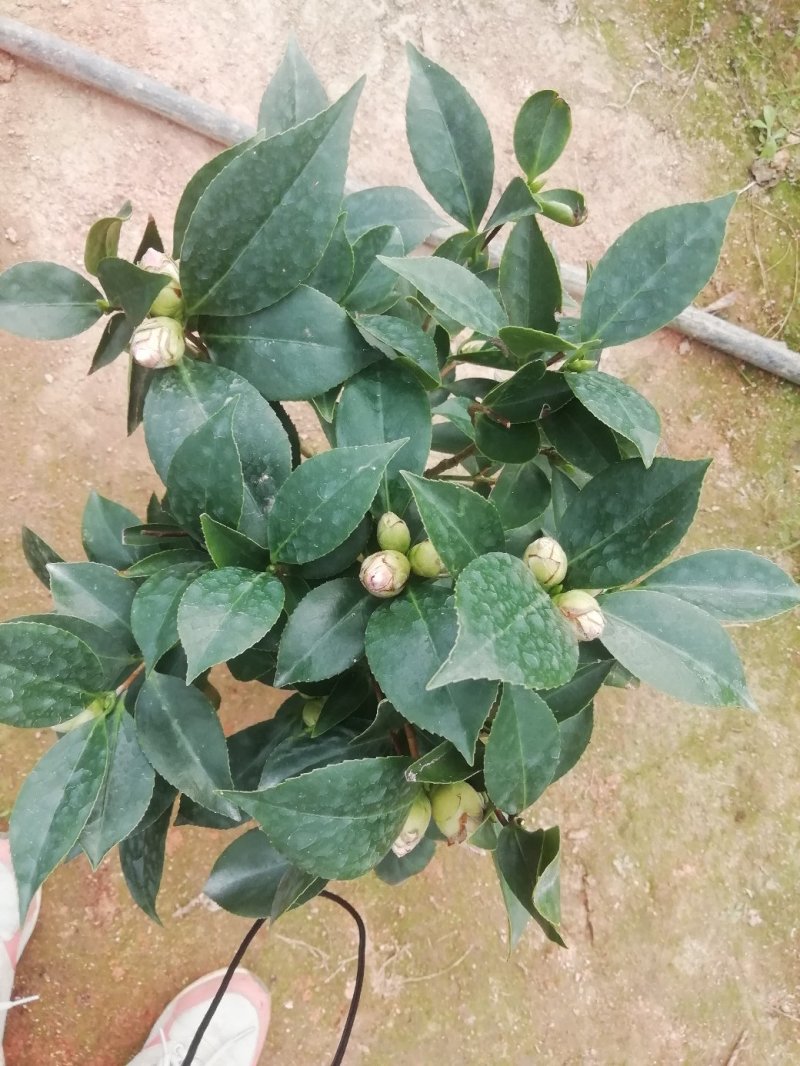 茶花