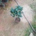 茶花