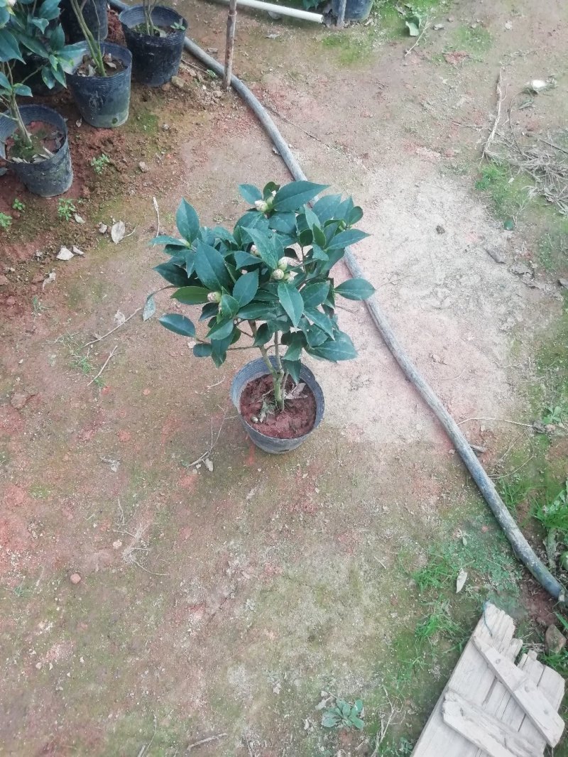 茶花