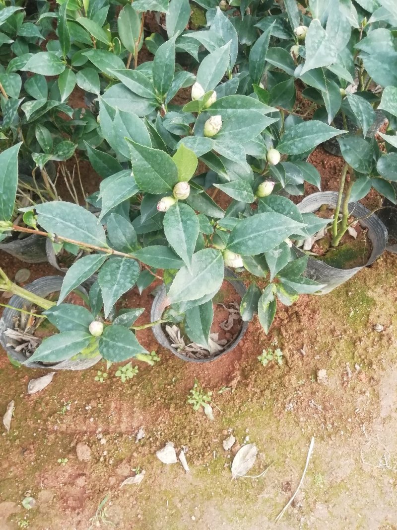 茶花