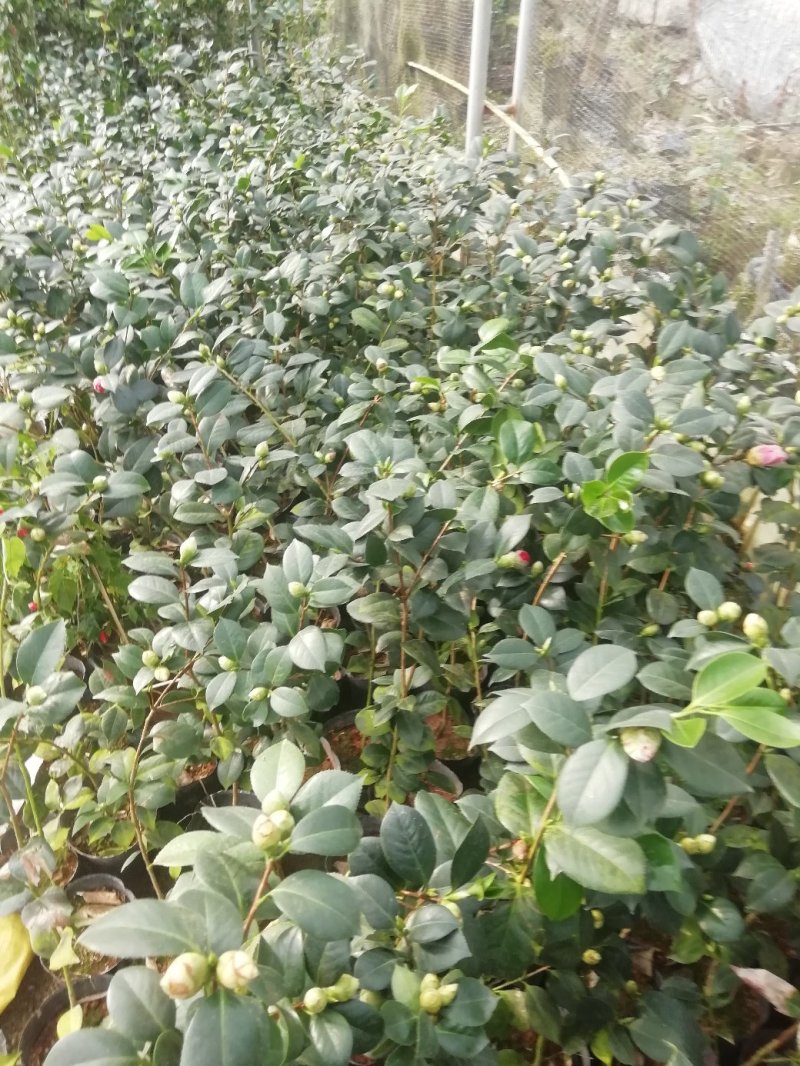 茶花