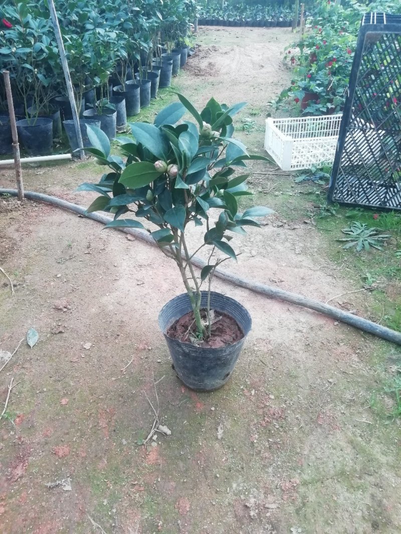 茶花