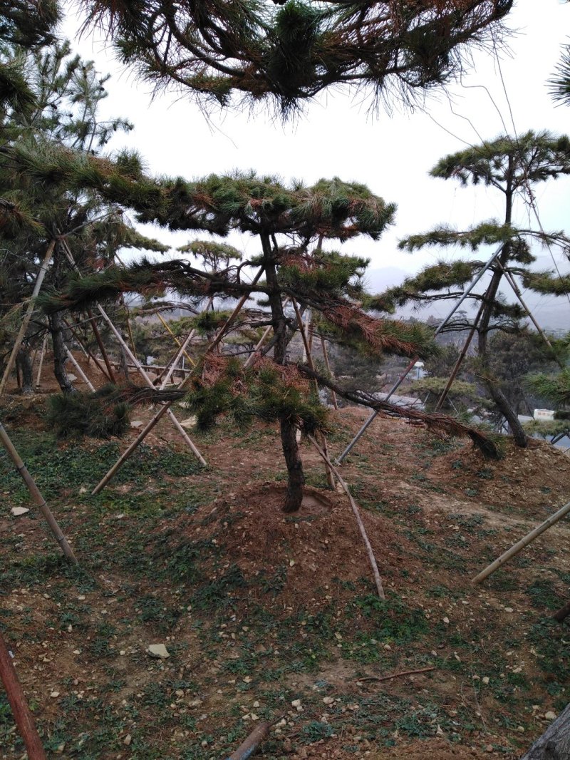 造型松