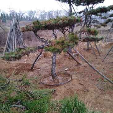 造型松