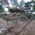造型松