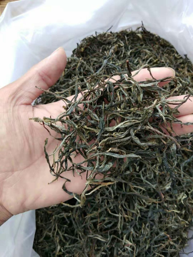 古树普洱