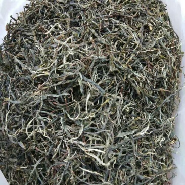 古树普洱