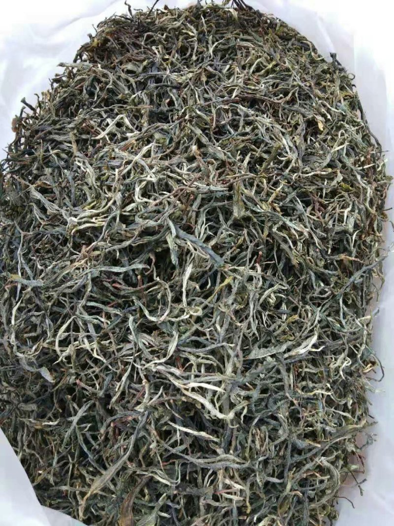 古树普洱