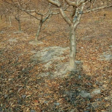 桃树