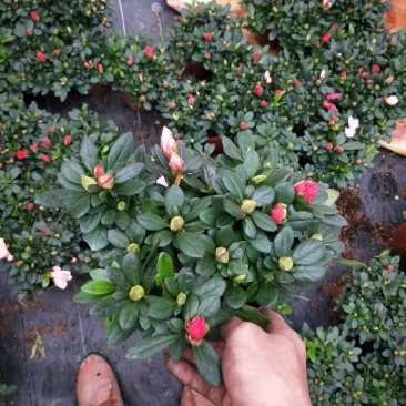 杜鹃花