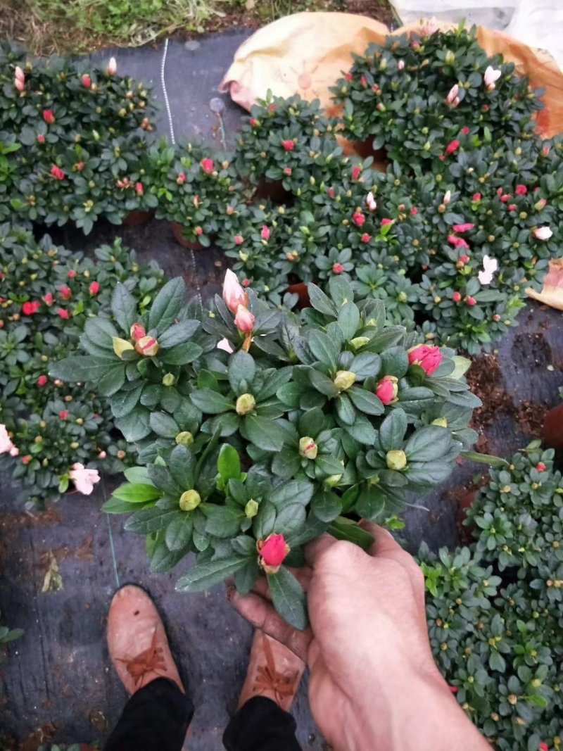 杜鹃花