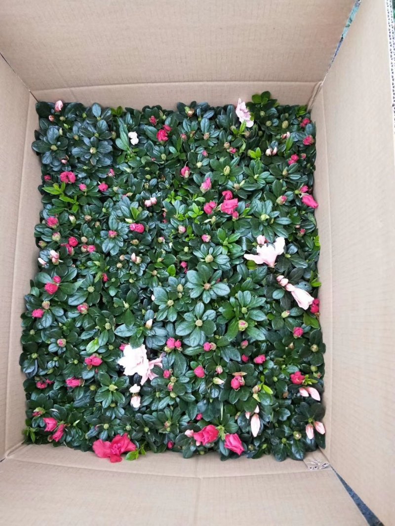 杜鹃花