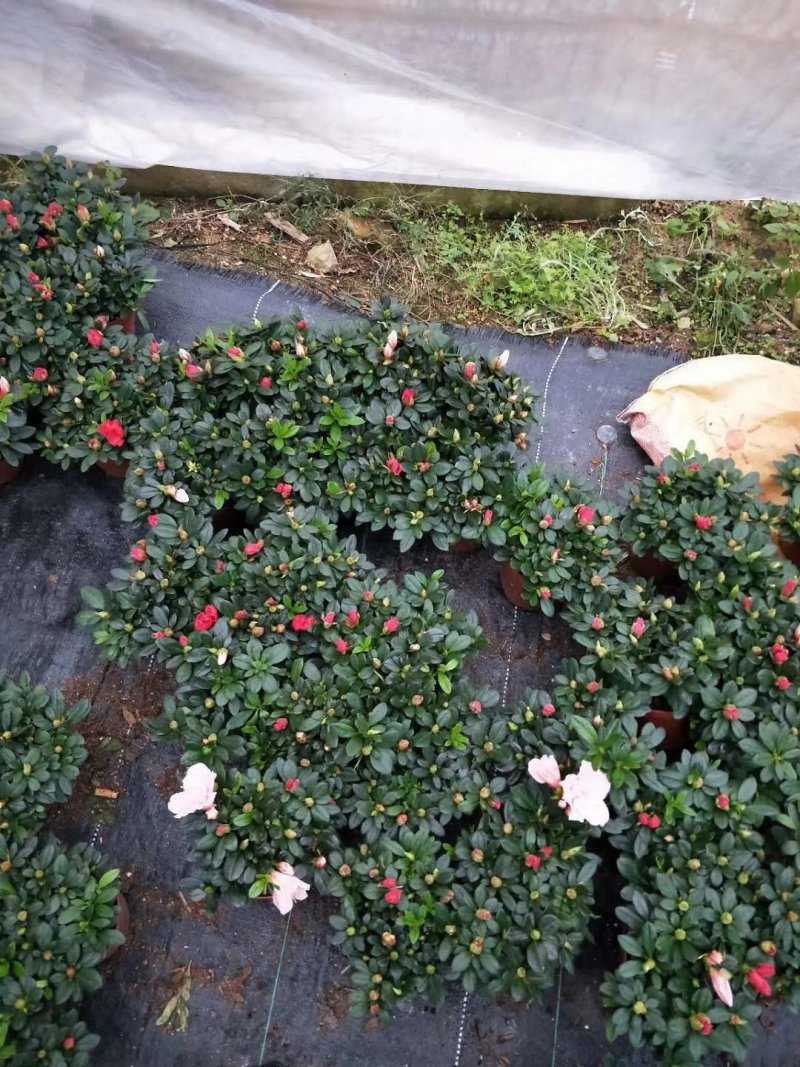 杜鹃花