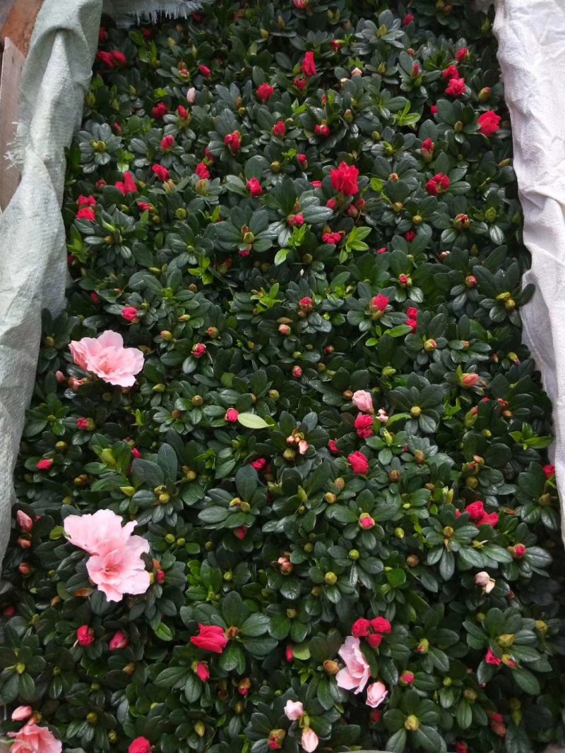 杜鹃花