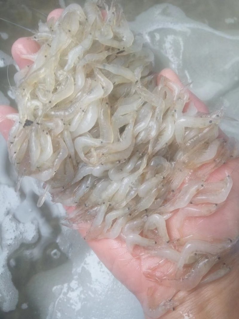 新鲜六须虾