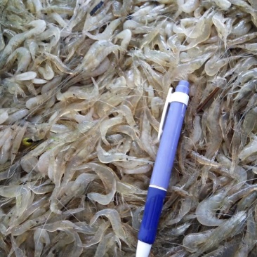 新鲜六须虾
