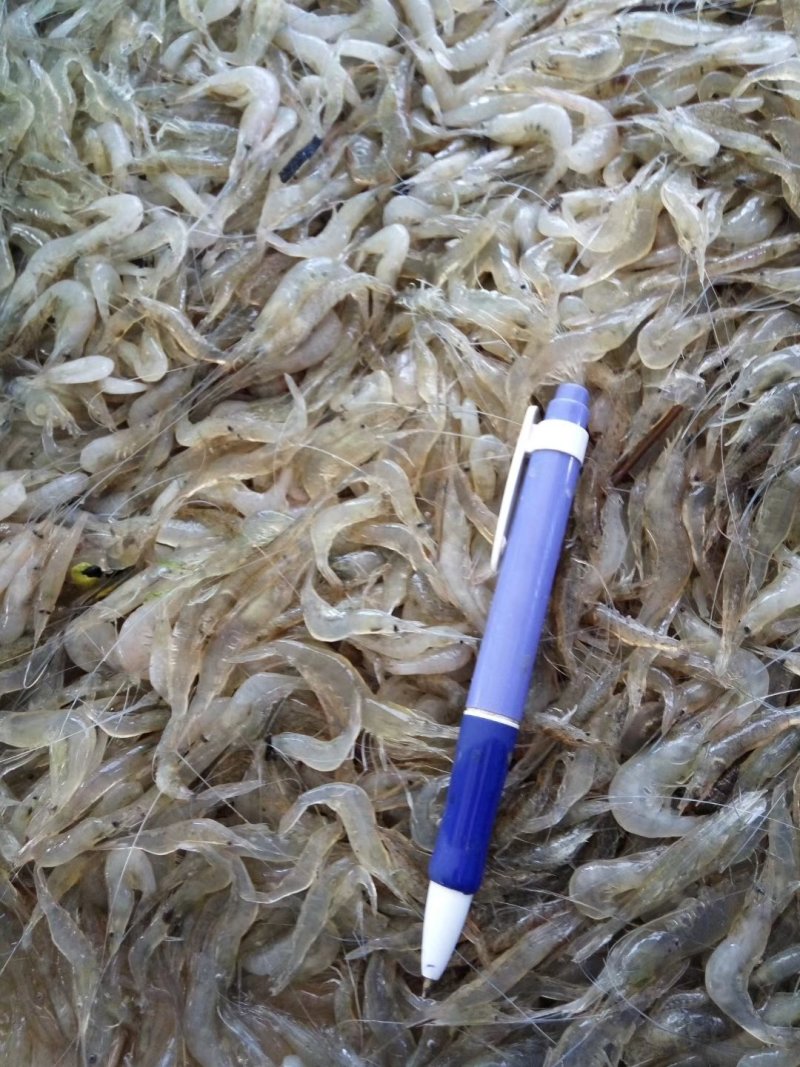 新鲜六须虾