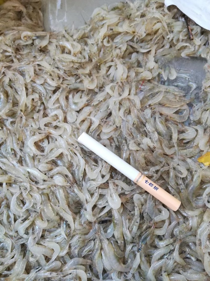 新鲜六须虾