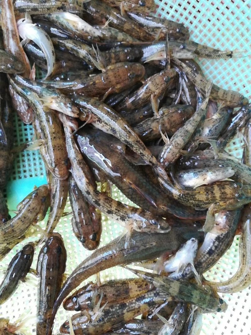 狗母鱼，香煎、油炸、椒盐、打汤、干锅样样行
