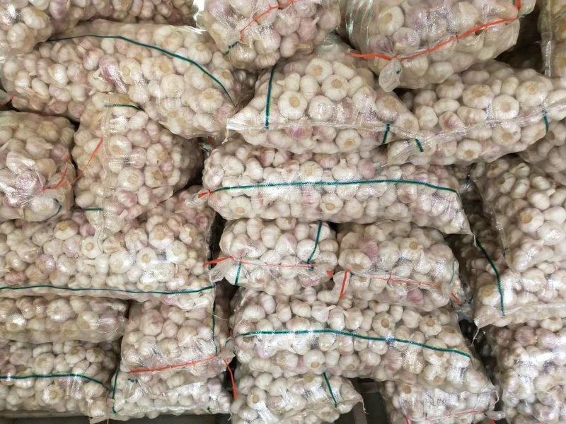 金乡大蒜原产地发货60斤亮袋包装品质保证欢迎来电