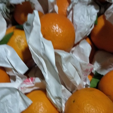 爱媛套袋高次🍊