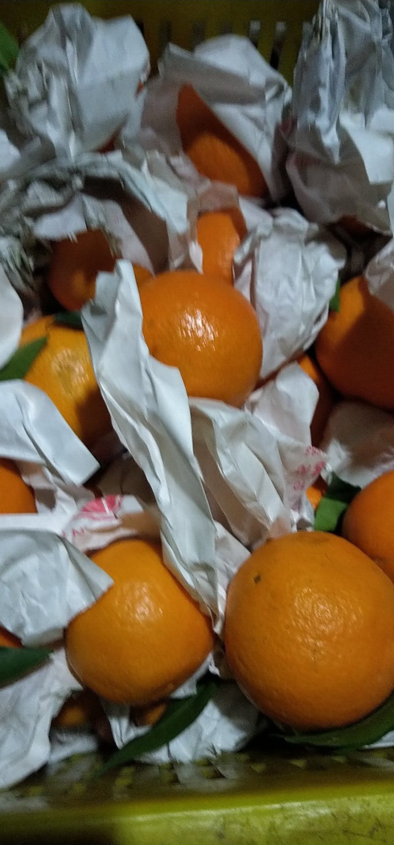 爱媛套袋高次🍊