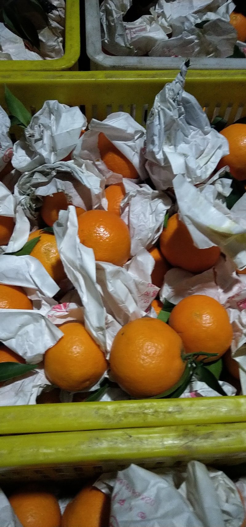 爱媛套袋高次🍊