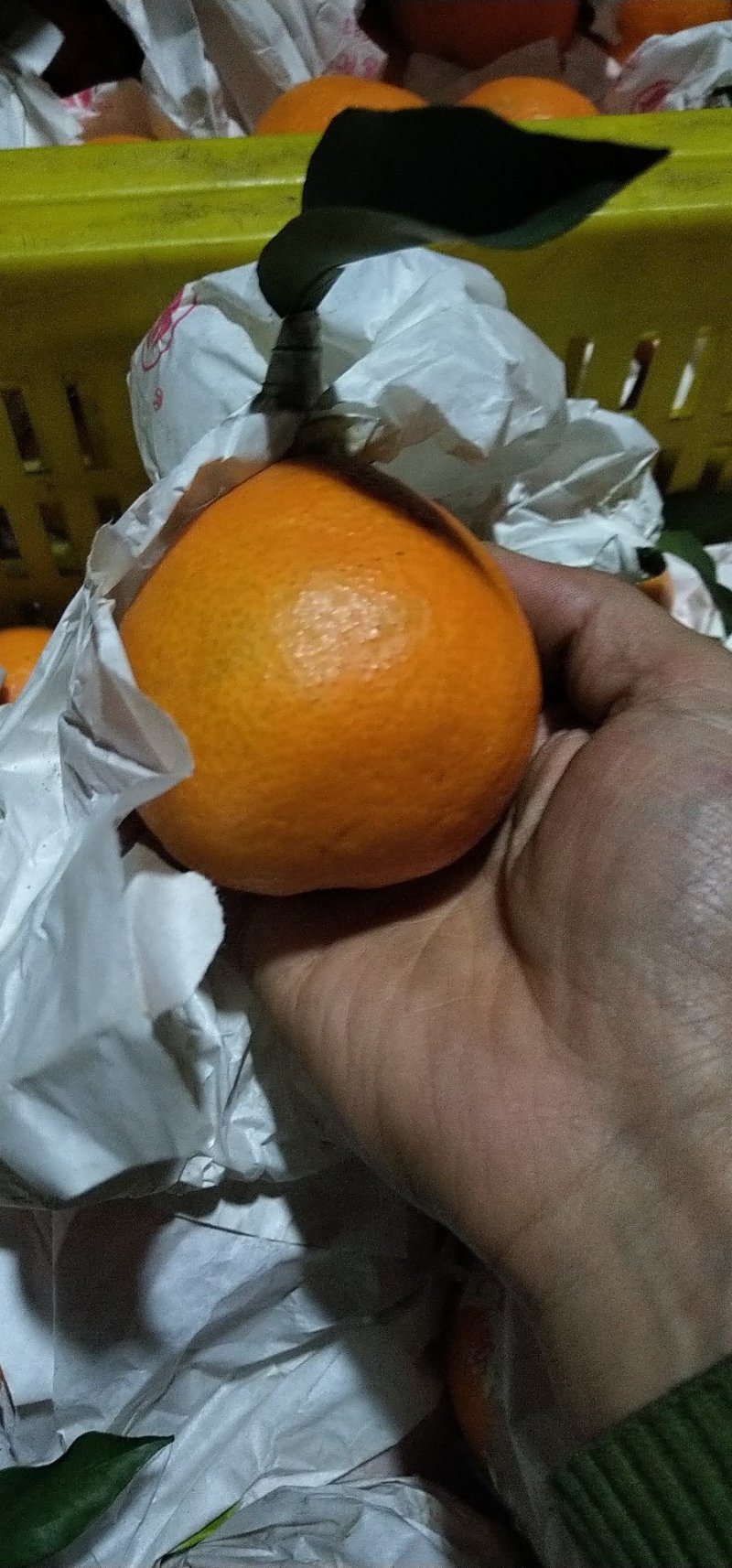 爱媛套袋高次🍊
