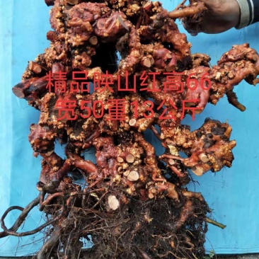 精品映山红