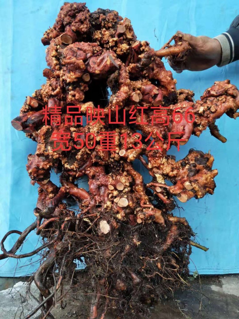 精品映山红