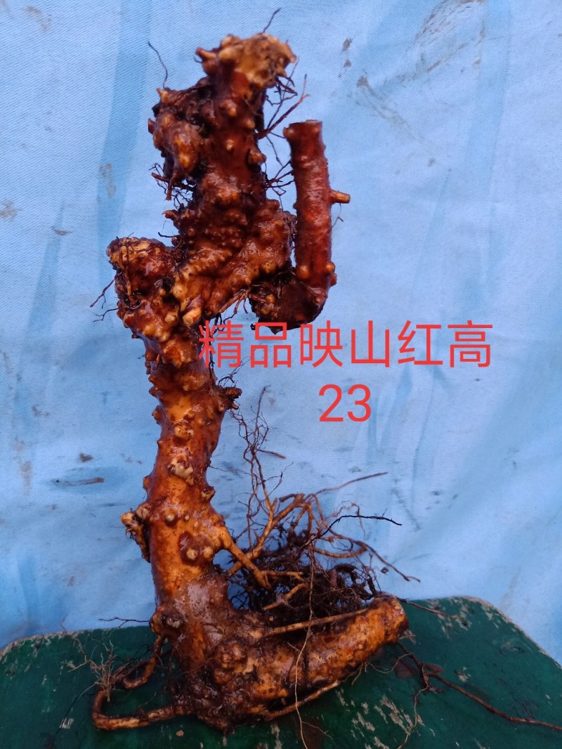 精品映山红