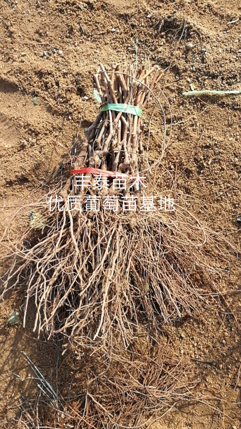 红宝石葡萄苗购买好葡萄苗38年专业质壮苗纯信誉