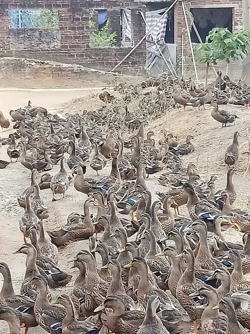 蓝边野鸭公