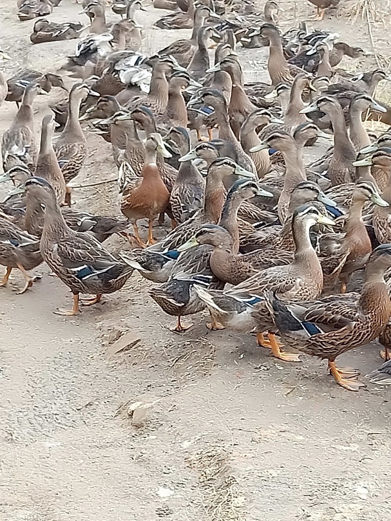 蓝边野鸭公