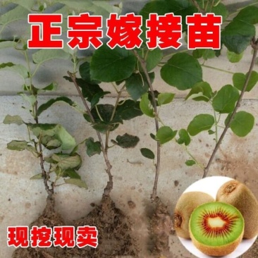 当年结果猕猴桃树苗南方北方种植红心奇异果果树苗盆栽地栽嫁