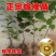 当年结果猕猴桃树苗南方北方种植红心奇异果果树苗盆栽地栽嫁