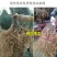 当年结果猕猴桃树苗南方北方种植红心奇异果果树苗盆栽地栽嫁