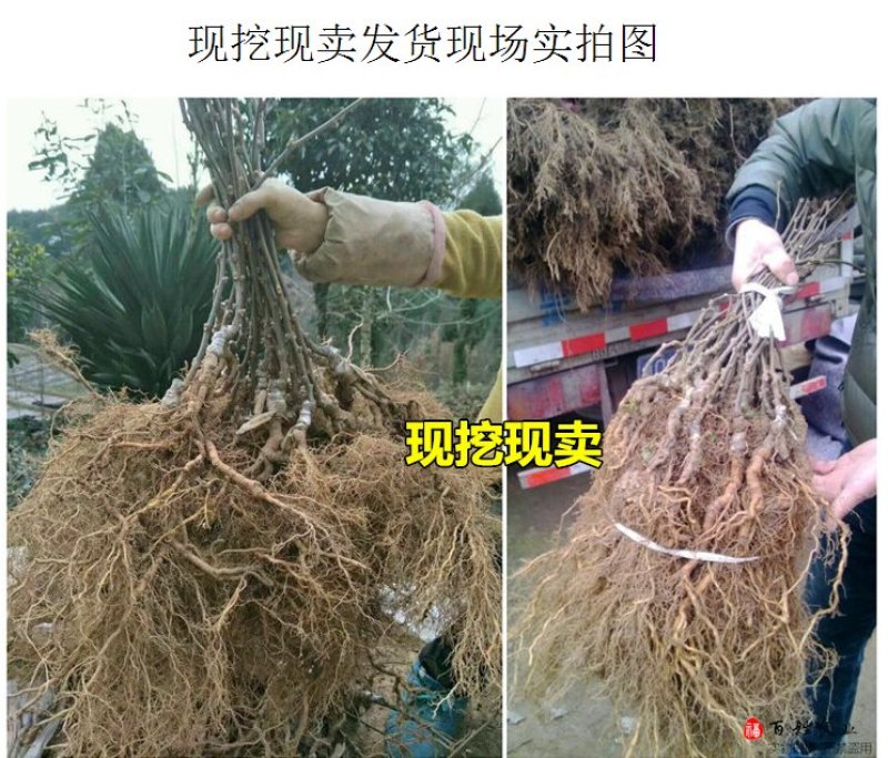 当年结果猕猴桃树苗南方北方种植红心奇异果果树苗盆栽地栽嫁