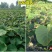 当年结果猕猴桃树苗南方北方种植红心奇异果果树苗盆栽地栽嫁