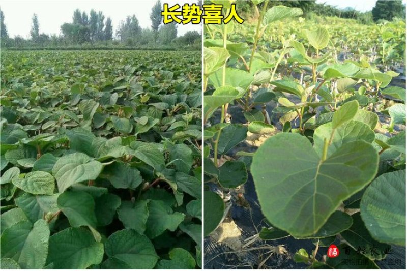 当年结果猕猴桃树苗南方北方种植红心奇异果果树苗盆栽地栽嫁
