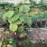 当年结果猕猴桃树苗南方北方种植红心奇异果果树苗盆栽地栽嫁
