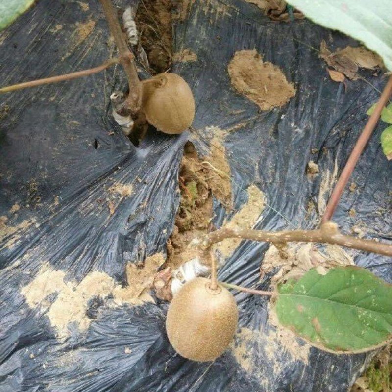 当年结果猕猴桃树苗南方北方种植红心奇异果果树苗盆栽地栽嫁