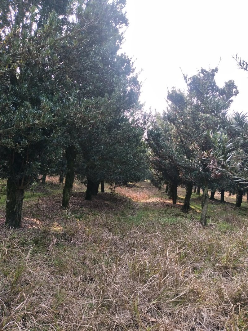 罗汉松1一25公分供应火影新老客户采购咨询
